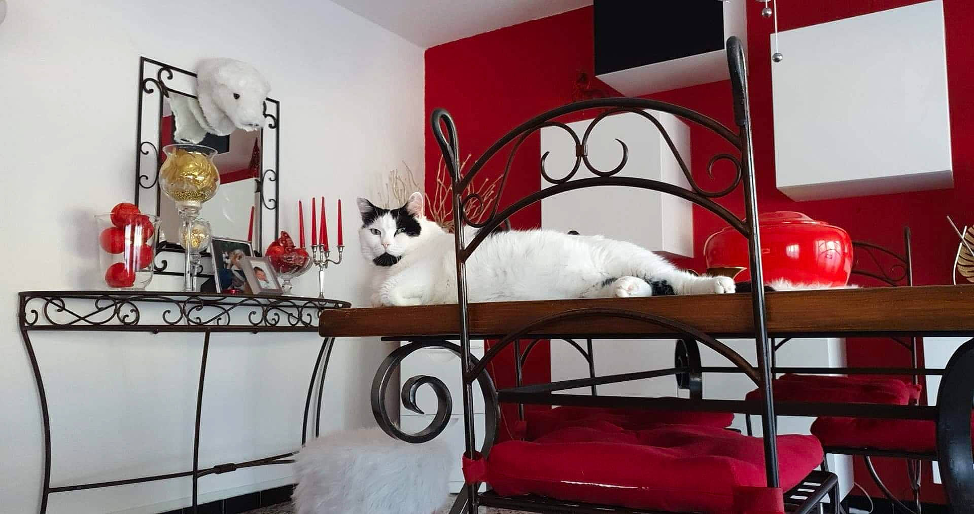 Pepito a rejoint le concours — aidez-le/la à gagner de superbes lots ! bed, bedroom, carnivore, cat, couch, felidae, furniture, home, interior_design, iron, living_room, metal, red, room, small_to_medium_sized_cats, table, whiskers