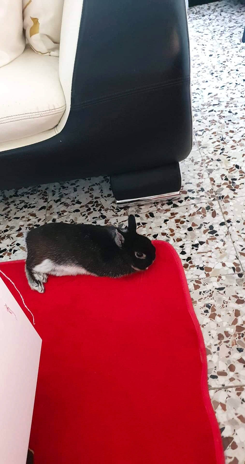 Daîko a rejoint le concours — aidez-le/la à gagner de superbes lots ! boston_terrier, canidae, carnivore, cat, dog_breed, non_sporting_group, table, tail