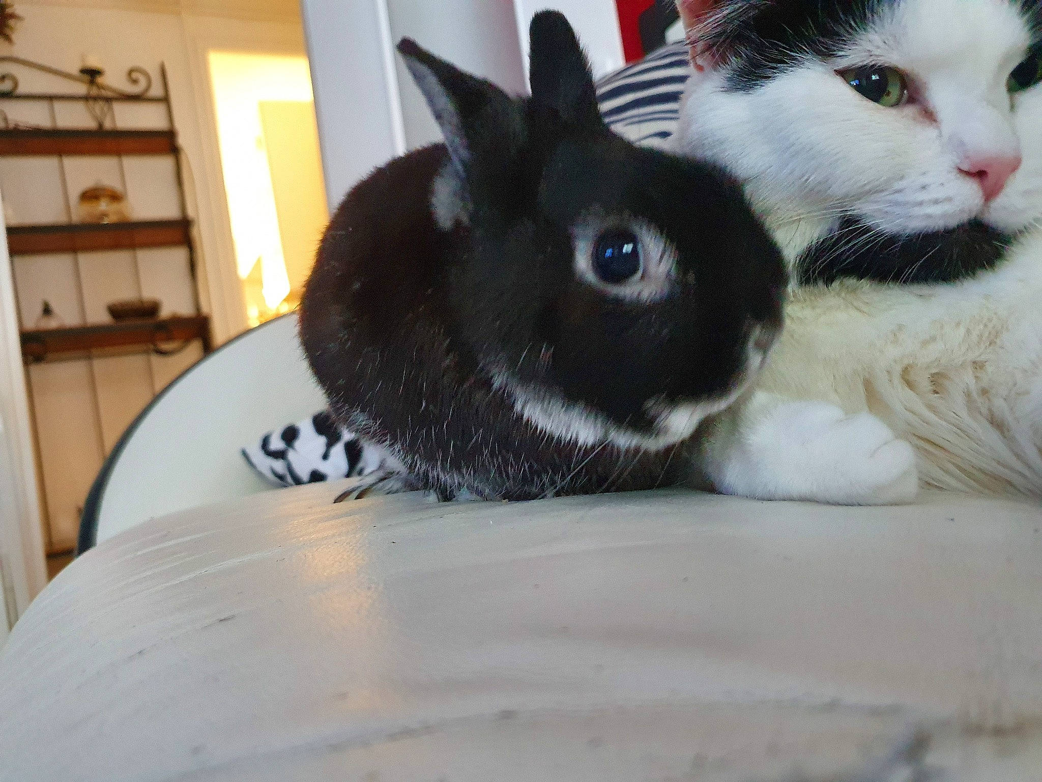 Daîko a rejoint le concours — aidez-le/la à gagner de superbes lots ! domestic_rabbit, ear, nose, rabbit, rabbits_and_hares, skin, snout, whiskers