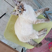 Kimberly Jr is registered to the contest to win money with this photo: cat, blue_eyes, chair, outdoor, patio, concrete, feline, fluffy, pet, curious, resting, domestic_animal, animal, looking_up, four_legs, tail, ear, whiskers, fur, relaxed