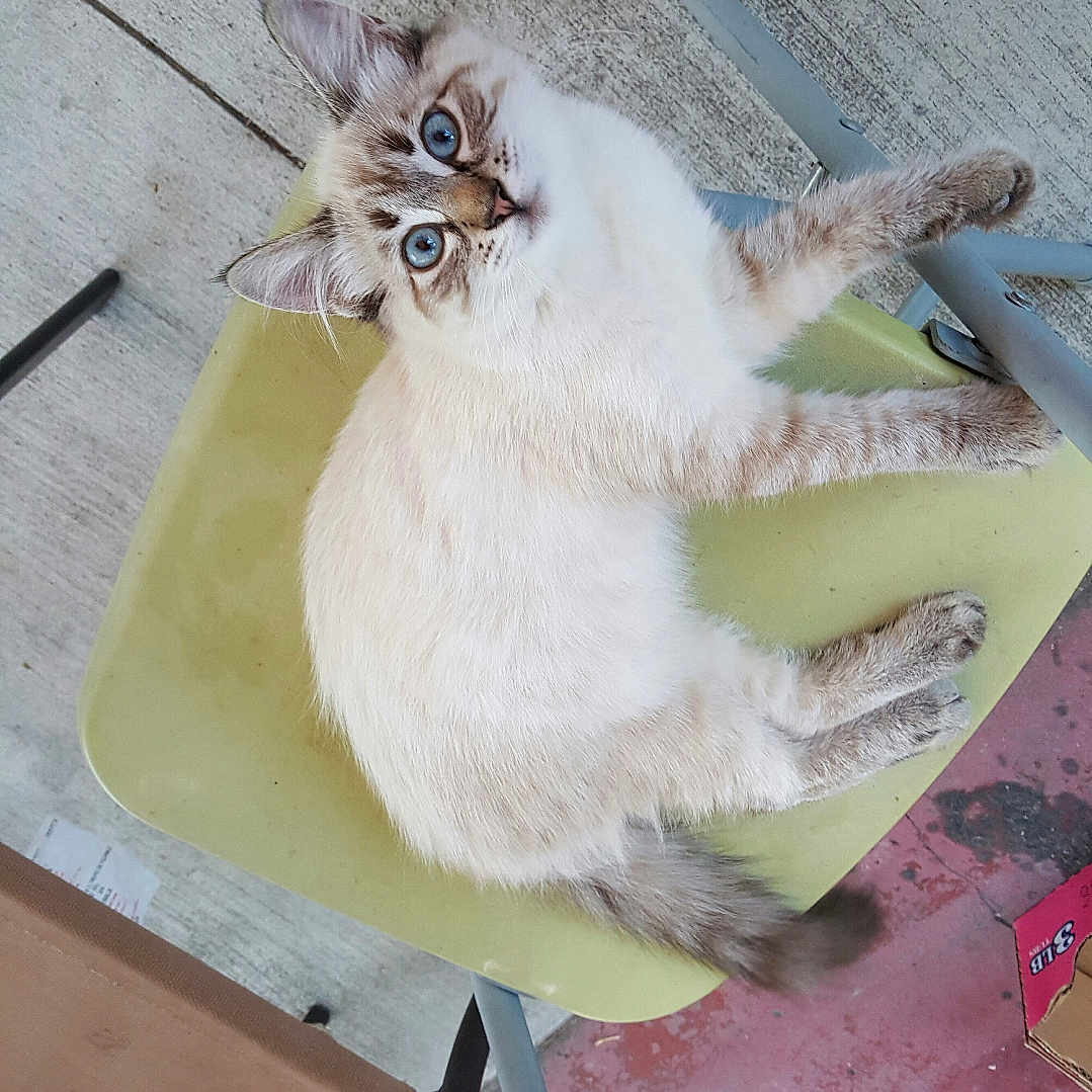 Kimberly Jr is registered to the contest to win money with this photo: cat, blue_eyes, chair, outdoor, patio, concrete, feline, fluffy, pet, curious, resting, domestic_animal, animal, looking_up, four_legs, tail, ear, whiskers, fur, relaxed