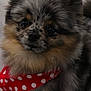 Sebastian is registered to the contest to win money with this photo: dog, fluffy, bandana, red, polka_dot, pet, cute, fur, indoor, portrait, closeup, animal, mammal, face, eyes, nose, small_dog, adorable, friendly, companion