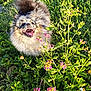 Sebastian is registered to the contest to win money with this photo: dog, happy, outdoor, grass, flowers, sunlight, fluffy, nature, pet, smiling, greenery, canine, summer, playful, tongue_out, small_dog, garden, animal, daylight, cute