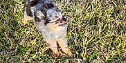 Sebastian is registered to the contest to win money with this photo: dog, grass, outdoor, sunlight, pet, animal, fur, nature, canine, small_dog, happy, daylight, playful, cute, mammal, paw, standing, shadow, tongue, ears