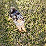 dog, grass, outdoor, sunlight, pet, animal, fur, nature, canine, small_dog, happy, daylight, playful, cute, mammal, paw, standing, shadow, tongue, ears