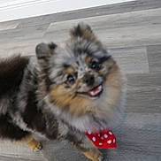 Sebastian is registered to the contest to win money with this photo: dog, puppy, fluffy, bandana, polka_dot, happy, indoor, floor, pet, animal, cute, small_dog, furry, smiling, looking_up, blurred, domestic_animal, standing, grey_floor, spotty