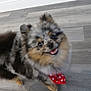 dog, puppy, fluffy, bandana, polka_dot, happy, indoor, floor, pet, animal, cute, small_dog, furry, smiling, looking_up, blurred, domestic_animal, standing, grey_floor, spotty