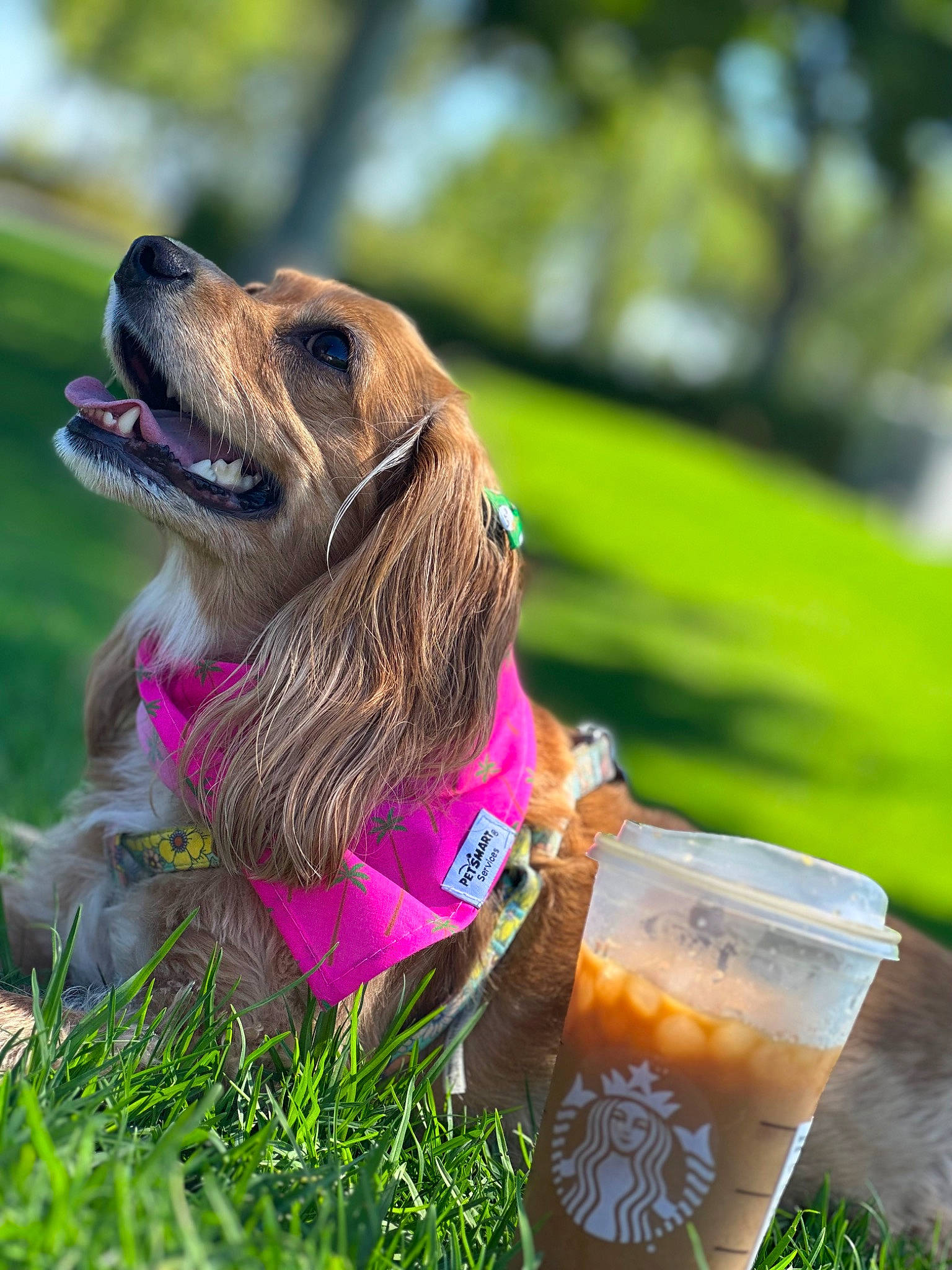 Daisy is registered to the contest to win money with this photo: beer, canidae, carnivore, collar, companion_dog, dog, dog_breed, dog_collar, dog_supply, fashion_accessory, fawn, fur, grass, happy, leash, liver, snout, sporting_group, whiskers, working_animal