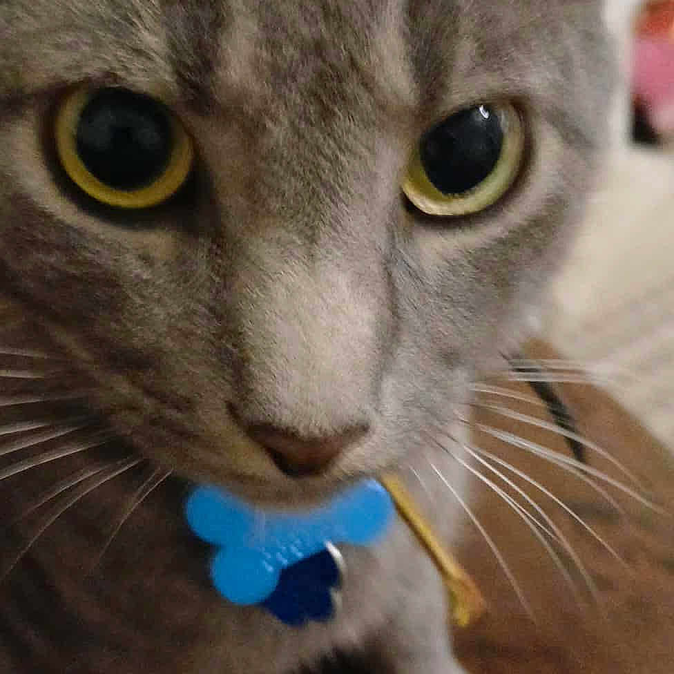 Rambo is registered to the contest to win money with this photo: animal, cat, close_up, collar, curious, domestic_cat, ears, face, feline, fur, gray_cat, indoor, nose, pet, pet_tag, portrait, sitting, whiskers, wood_floor, yellow_eyes