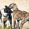 dog, canine, outdoor, sunlight, black_and_white, brindle, sniffing, grass, gravel, pet, animal, collar, tail, ears, nature, daytime, mammal, two_dogs, friendly, companionship