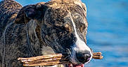 Ahbi participe au concours pour gagner de l'argent avec cette photo : dog, brindle, water, stick, animal, pet, outdoor, playful, splash, nature, canine, happy, wet, summer, closeup, portrait, fetch, active, background, sunlight