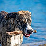 dog, brindle, water, stick, animal, pet, outdoor, playful, splash, nature, canine, happy, wet, summer, closeup, portrait, fetch, active, background, sunlight