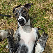Ahbi participe au concours pour gagner de l'argent avec cette photo : dog, brindle, playing, grass, outdoor, pet, animal, cute, lying_down, white_chest, paws, ears, leash, happy, friendly, canine, nature, summer, sunlight, closeup