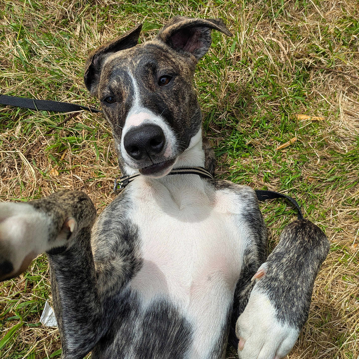 Ahbi participe au concours pour gagner de l'argent avec cette photo : dog, brindle, playing, grass, outdoor, pet, animal, cute, lying_down, white_chest, paws, ears, leash, happy, friendly, canine, nature, summer, sunlight, closeup