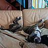 Ahbi a rejoint le concours — aidez-le/la à gagner de superbes lots ! blanket, brindle, canine, chain_collar, comfortable, couch, dog, furniture, home, indoor, leather, living_room, musical_instrument, pet, playful, relaxed, resting, staircase, tongue_out, upside_down