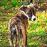Ahbi a rejoint le concours — aidez-le/la à gagner de superbes lots ! dog, puppy, brindle, grass, outdoor, animal, pet, nature, autumn, leaves, canine, young, mammal, looking_back, ears, snout, fur, daylight, playful, curious