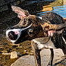 Ahbi participe au concours pour gagner de l'argent avec cette photo : animal, brindle, canine, closeup, collar, daylight, dog, droplets, ears, fur, motion, nature, outdoor, pet, riverbank, rock, shake, snout, water, wet