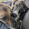 dog, animal, pet, canine, fur, snuggle, car_interior, seat, close_up, companion, resting, nose, head, friendship, domestic_animal, window, natural_light, cozy, relaxed, indoor