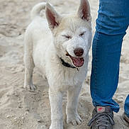 Snow participe au concours pour gagner de l'argent avec cette photo : dog, white_dog, sand, beach, sneaker, jeans, collar, closed_eyes, standing, paws, fur, portrait, close_up, pet, canine, happy, owner_nearby, human_leg, outdoor, smiling