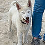 dog, white_dog, sand, beach, sneaker, jeans, collar, closed_eyes, standing, paws, fur, portrait, close_up, pet, canine, happy, owner_nearby, human_leg, outdoor, smiling