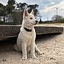 dog, puppy, white_dog, sand, beach, collar, sitting, portrait, bokeh, outdoor, sky, trees, concrete, paws, ears, fur, horizon, nature, young_dog, looking_away