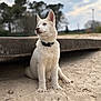 Snow participe au concours pour gagner de l'argent avec cette photo : dog, puppy, white_dog, collar, sand, beach, sitting, portrait, outdoors, bokeh, trees, sky, blurred_background, paws, fur, cute, attentive, concrete_edge, park, daylight