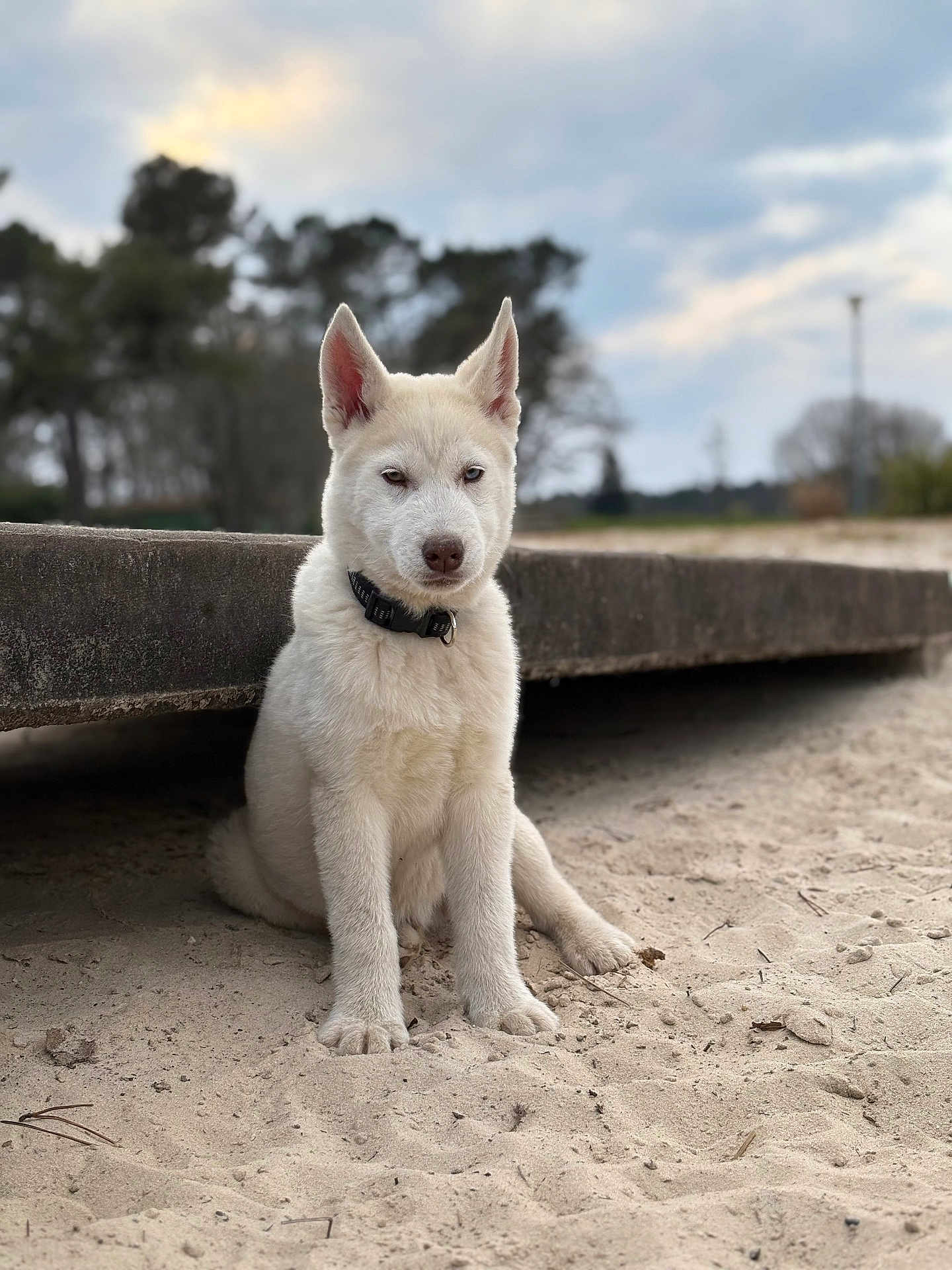 Snow a rejoint le concours — aidez-le/la à gagner de superbes lots ! dog, puppy, white_dog, sand, concrete, collar, sitting, paws, ears, muzzle, portrait, outdoors, trees, sky, blurred_background, bokeh, cute, young, pet, beach