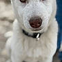 Snow participe au concours pour gagner de l'argent avec cette photo : dog, puppy, close_up, portrait, heterochromia, blue_eye, brown_eye, nose, fur, white_fur, collar, pet, outdoor, shallow_depth_of_field, bokeh, sitting, leash, curious, whiskers, muzzle