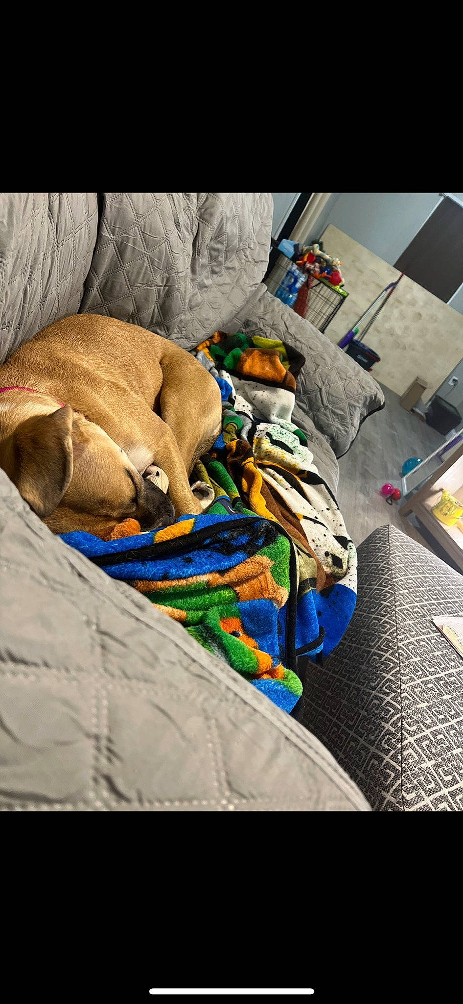 Potato is registered to the contest to win money with this photo: blanket, canidae, carmine, carnivore, comfort, companion_dog, dog, dog_breed, fawn, linens, nap, sleep, sporting_group, visual_arts