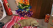 Potato is registered to the contest to win money with this photo: christmas, christmas_decoration, christmas_eve, christmas_ornament, christmas_tree, decoration, dog, event, flooring, gift_wrapping, hardwood, holiday, holiday_ornament, interior_design, linens, living_room, ornament, room, tree, wood