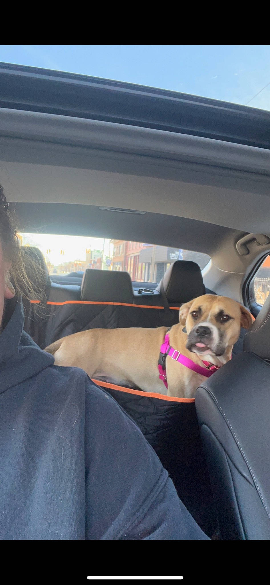 Potato is registered to the contest to win money with this photo: automotive_design, automotive_exterior, automotive_mirror, car, car_seat, car_seat_cover, carnivore, companion_dog, dog, dog_breed, fawn, head_restraint, mode_of_transport, motor_vehicle, personal_luxury_car, snout, steering_part, steering_wheel, vehicle, vehicle_door