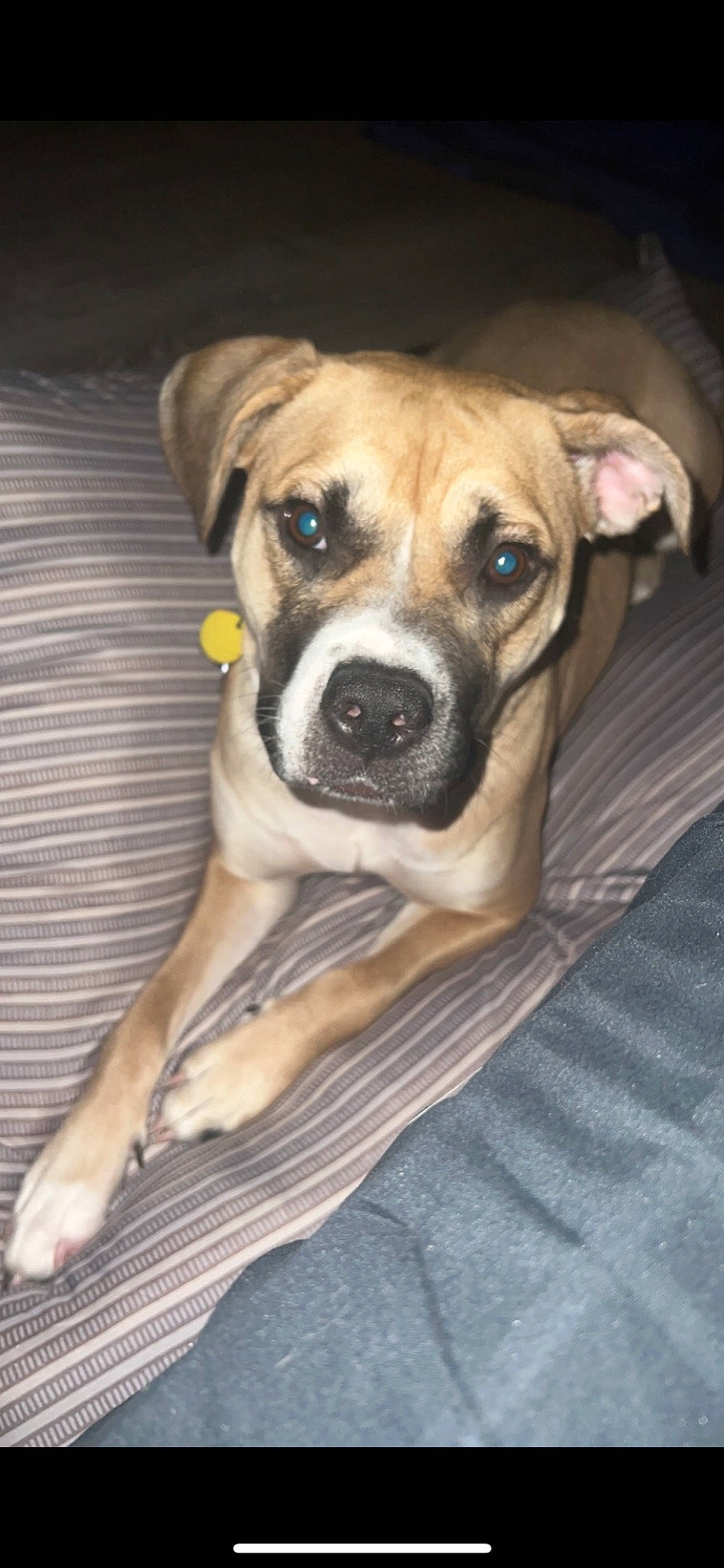 Potato joined the competition — help win amazing prizes! ancient_dog_breeds, bored, canidae, carnivore, companion_dog, dog, dog_breed, fawn, non_sporting_group, puppy, sporting_group, terrestrial_animal, whiskers, wood, working_animal, working_dog, wrinkle