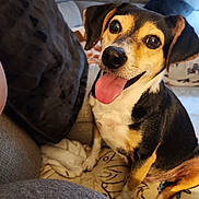 Billy joined the competition — help win amazing prizes! animal, blanket, canine, closeup, companion, couch, cozy, dog, domestic, ears, friendly, fur, happy, indoor, living_room, pet, relaxed, seated, smiling, tongue_out