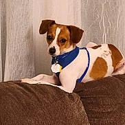 Frito joined the competition — help win amazing prizes! animal, blue_harness, brown_couch, canine, close_up, companion, curious, cute, dog, domestic, furniture, household, indoor, living_room, pet, relaxed, resting, side_view, small_dog, white_curtains