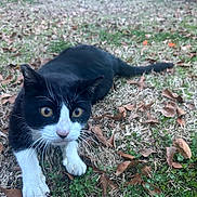 Soxx joined the competition — help win amazing prizes! animal, autumn, black_and_white, cat, close_up, curious, fall, fallen_leaves, feline, grass, ground, lying_down, nature, outdoor, paws, pet, portrait, tuxedo_cat, whiskers, yellow_eyes