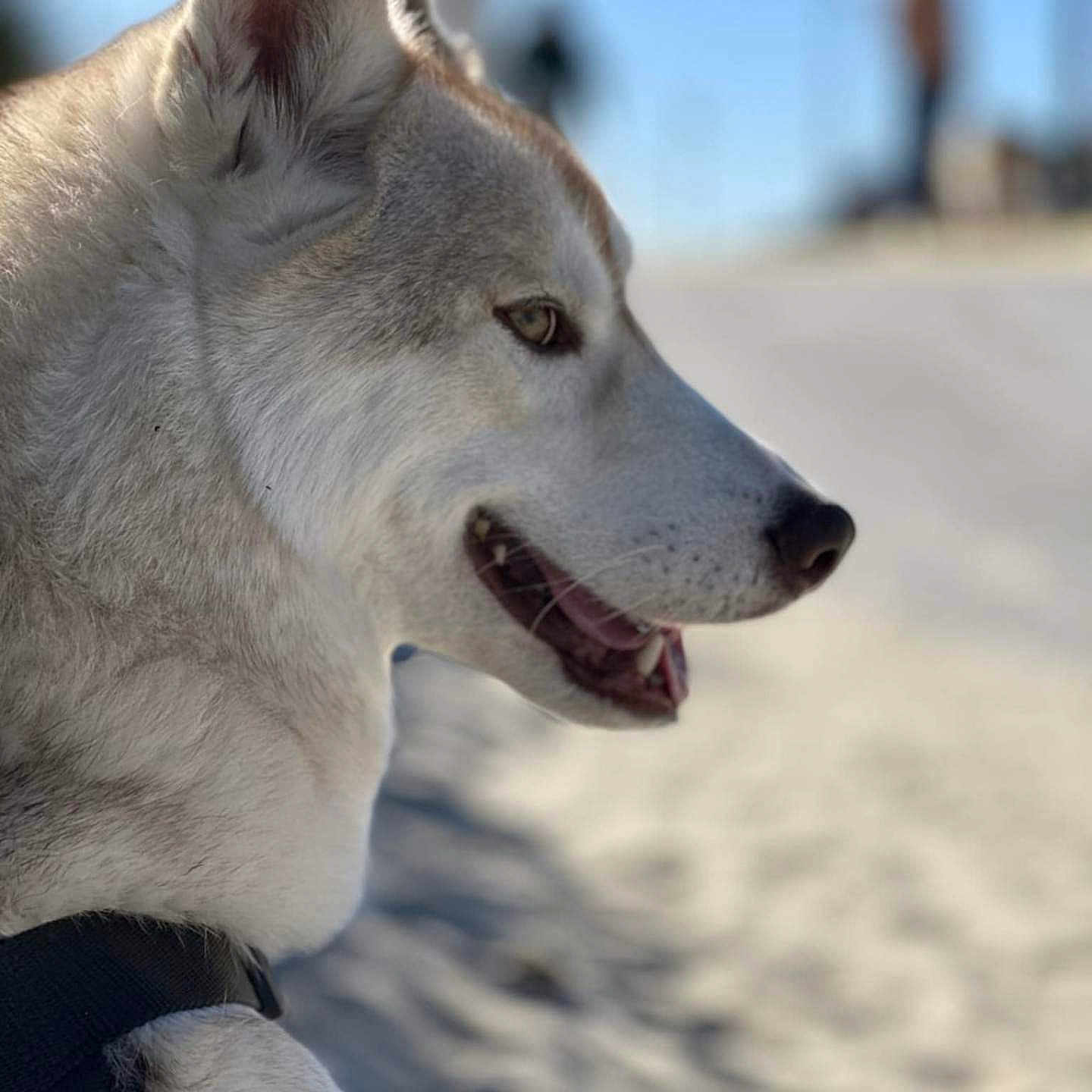 Tamok a rejoint le concours — aidez-le/la à gagner de superbes lots ! animal, ball, beach, canine, coast, dog, eskimodog, football, husky, nature, outdoors, pet, puppy, sea, shoreline, snout, snow, water, whitedog, wolf