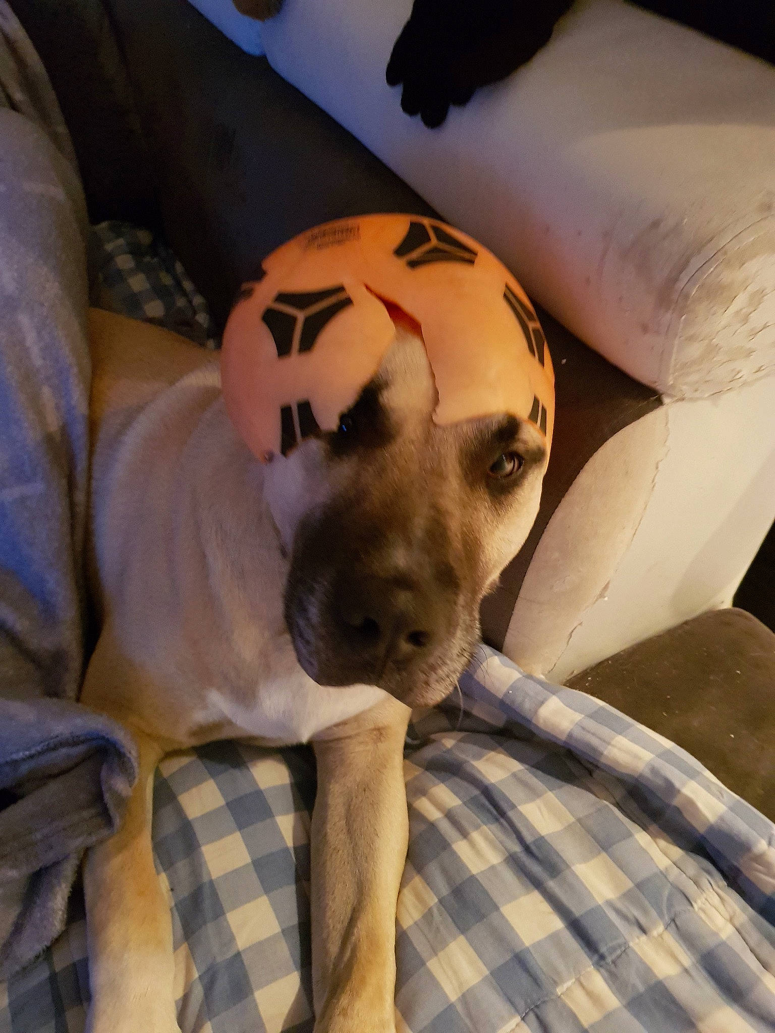 Oscar participe au concours pour gagner de l'argent avec cette photo : black_mouth_cur, canidae, carnivore, dog, dog_breed, fawn, snout