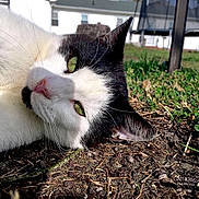 Sox is registered to the contest to win money with this photo: animal, black_and_white, blurred_background, cat, close_up, daylight, dirt, ears, feline, grass, green_eyes, ground, house, lying_down, nature, outdoor, pet, relaxed, sunlight, whiskers