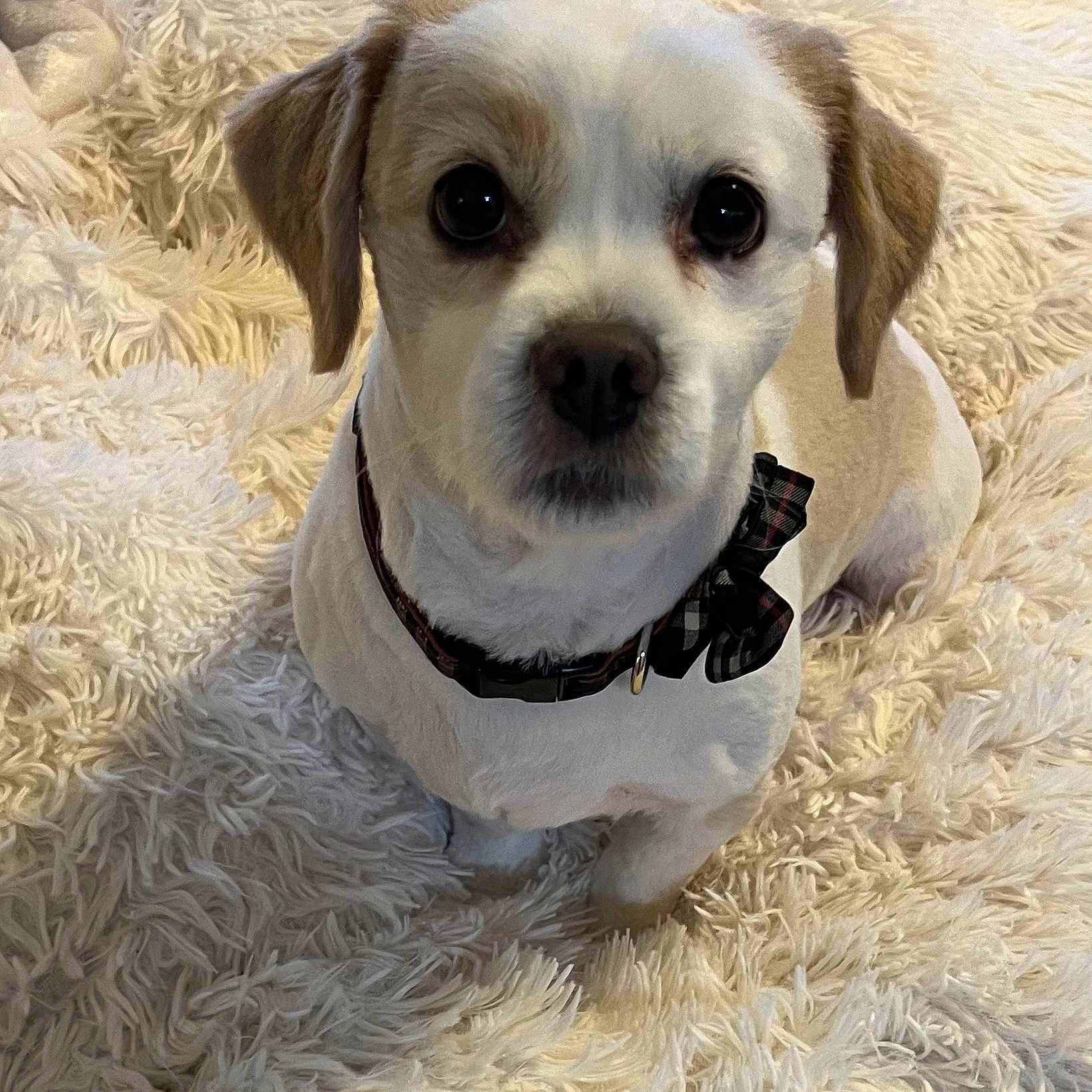 Cubbie