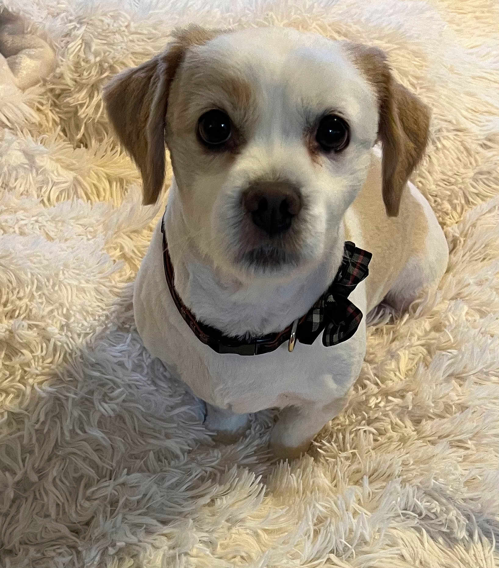 Cubbie