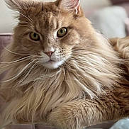 Uline participe au concours pour gagner de l'argent avec cette photo : cat, ginger_cat, fluffy, long_hair, feline, pet, animal, portrait, close_up, golden_eyes, whiskers, ears, fur, resting, lounging, indoor, glass_table, home, soft_lighting, majestic