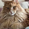 cat, ginger_cat, fluffy, long_hair, feline, pet, animal, portrait, close_up, golden_eyes, whiskers, ears, fur, resting, lounging, indoor, glass_table, home, soft_lighting, majestic