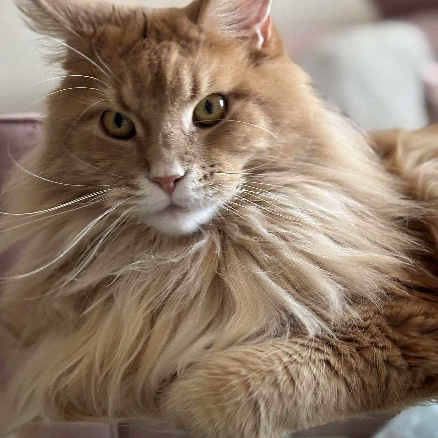 Uline participe au concours pour gagner de l'argent avec cette photo : cat, ginger_cat, fluffy, long_hair, feline, pet, animal, portrait, close_up, golden_eyes, whiskers, ears, fur, resting, lounging, indoor, glass_table, home, soft_lighting, majestic
