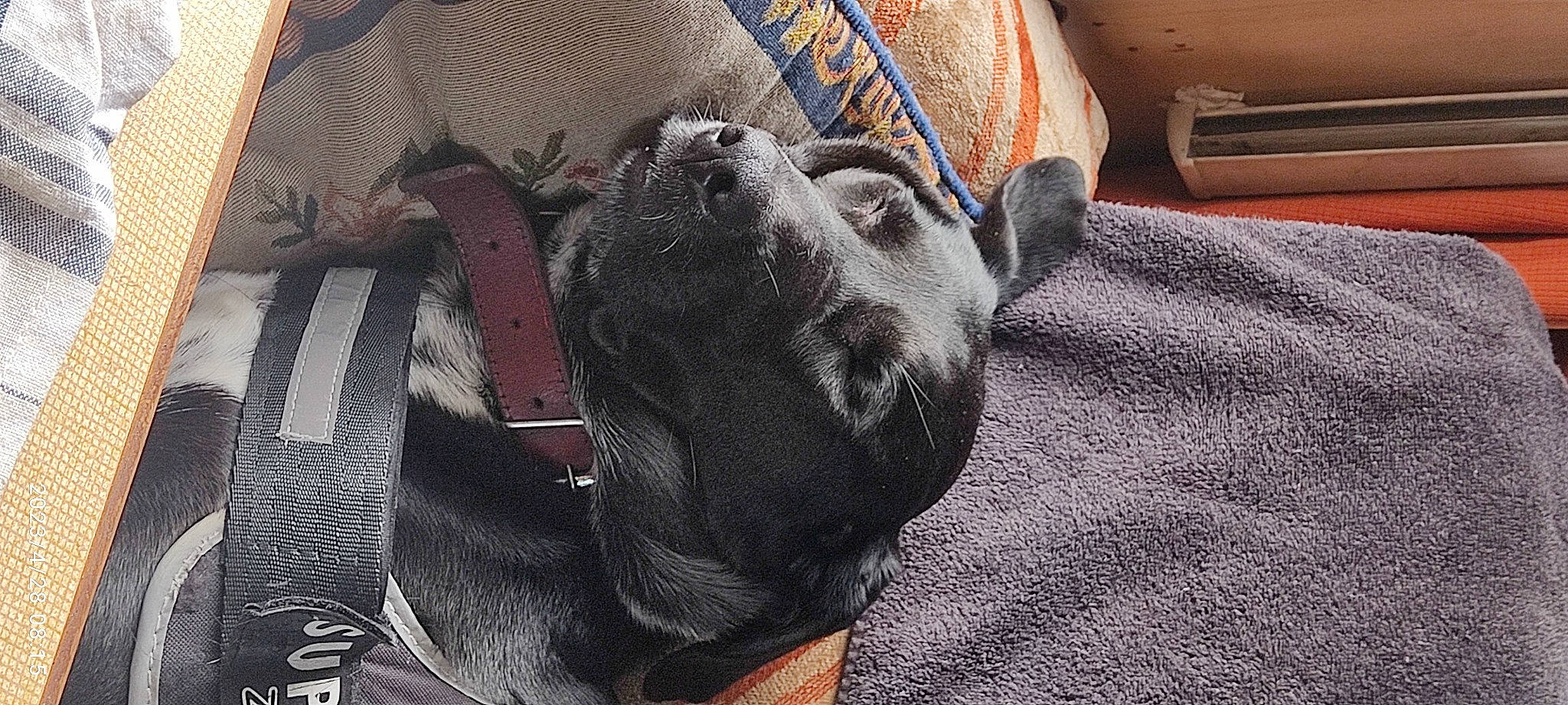 Tina a rejoint le concours — aidez-le/la à gagner de superbes lots ! automotive_tire, canidae, carmine, carnivore, comfort, companion_dog, dog, dog_breed, felidae, flooring, fur, grey, linens, pattern, small_to_medium_sized_cats, snout, sporting_group, textile, wood, working_animal