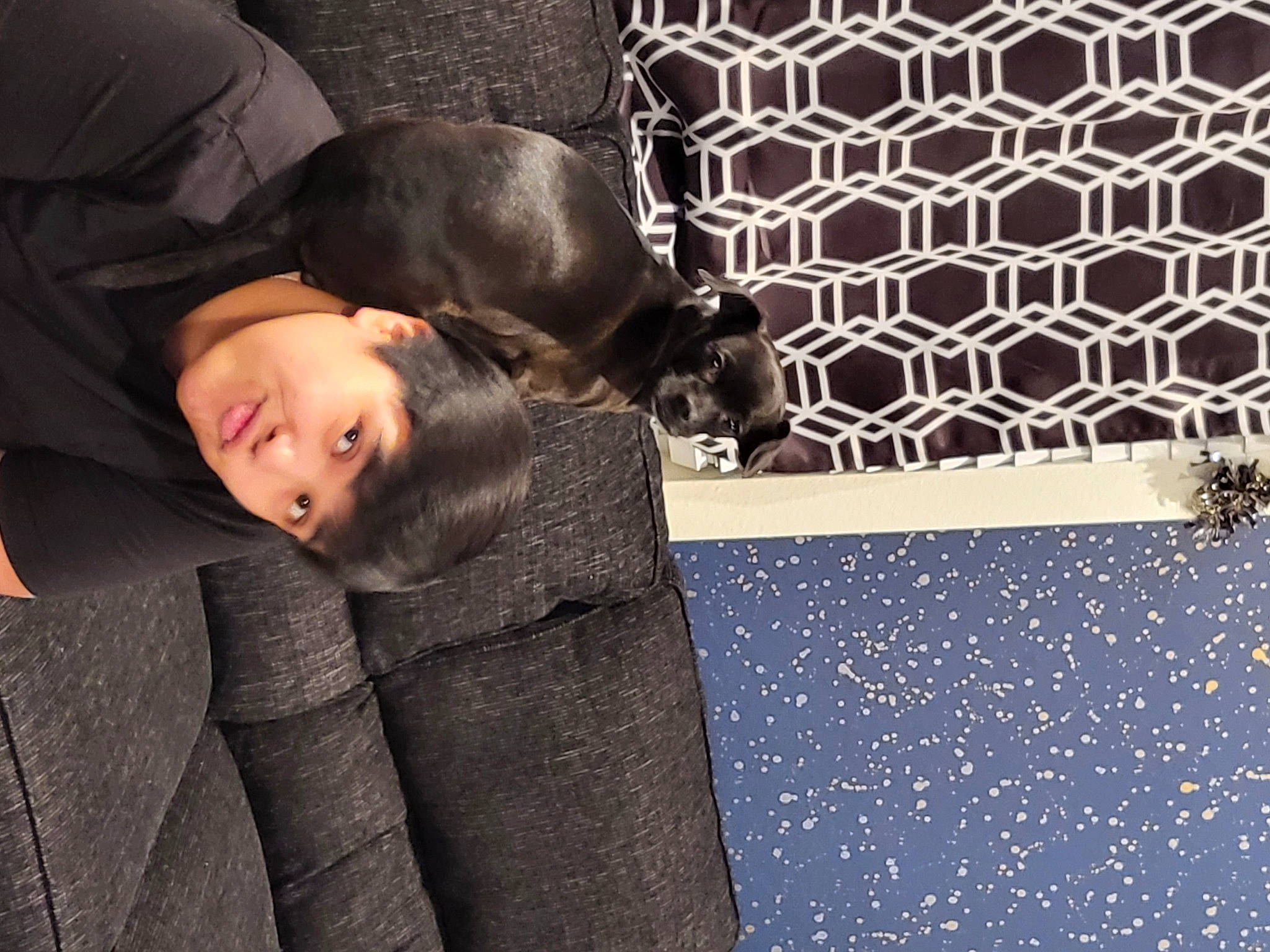 Hiro joined the competition — help win amazing prizes! carnivore, comfort, companion_dog, dog, dog_breed, electric_blue, flash_photography, flooring, formal_wear, fur, linens, mesh, nap, pattern, room, sitting, sleep, textile, toddler, wood