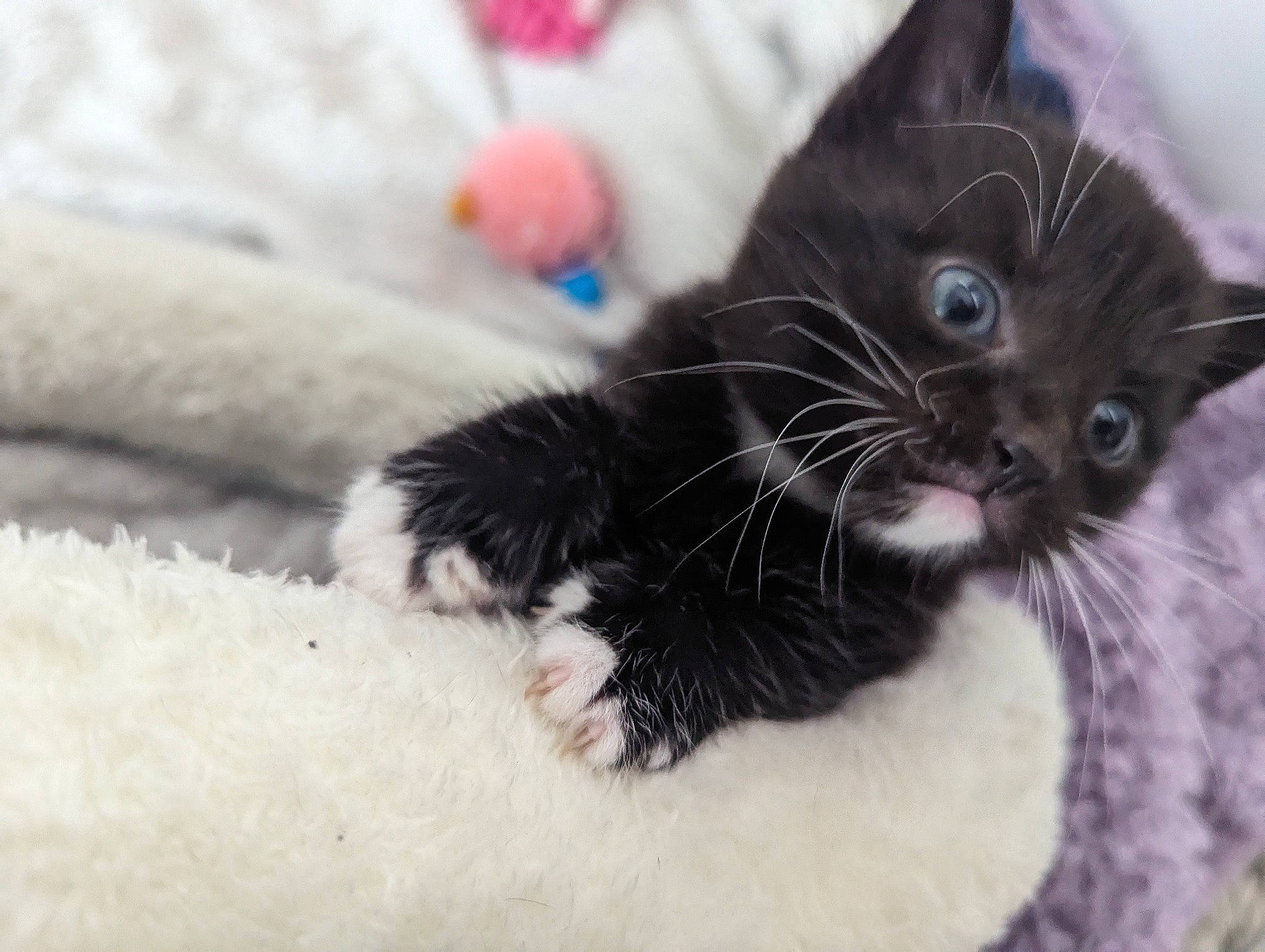 Oreo is registered to the contest to win money with this photo: black_cat, carnivore, cat, claw, collar, comfort, domestic_short_haired_cat, felidae, foot, fur, grey, paw, plant, small_to_medium_sized_cats, snout, tail, tree, whiskers, window