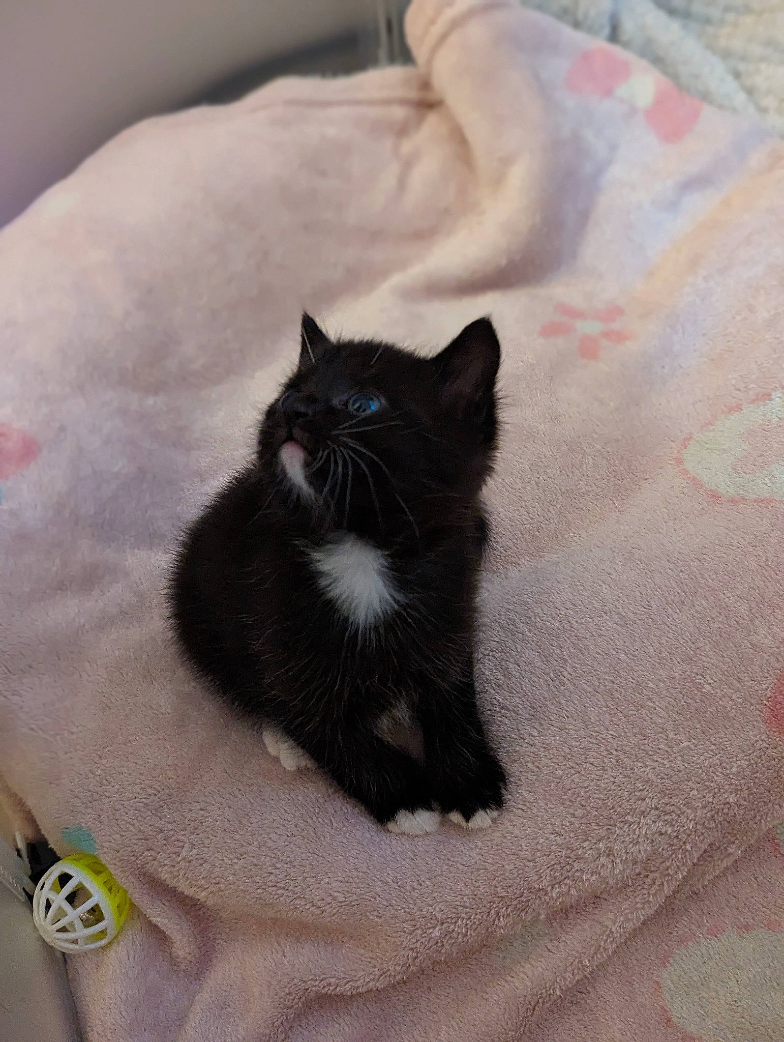 Oreo is registered to the contest to win money with this photo: bed, bedding, black_cat, bombay, carnivore, cat, claw, comfort, domestic_short_haired_cat, felidae, flooring, fur, grey, linens, pattern, small_to_medium_sized_cats, snout, tail, terrestrial_animal, whiskers