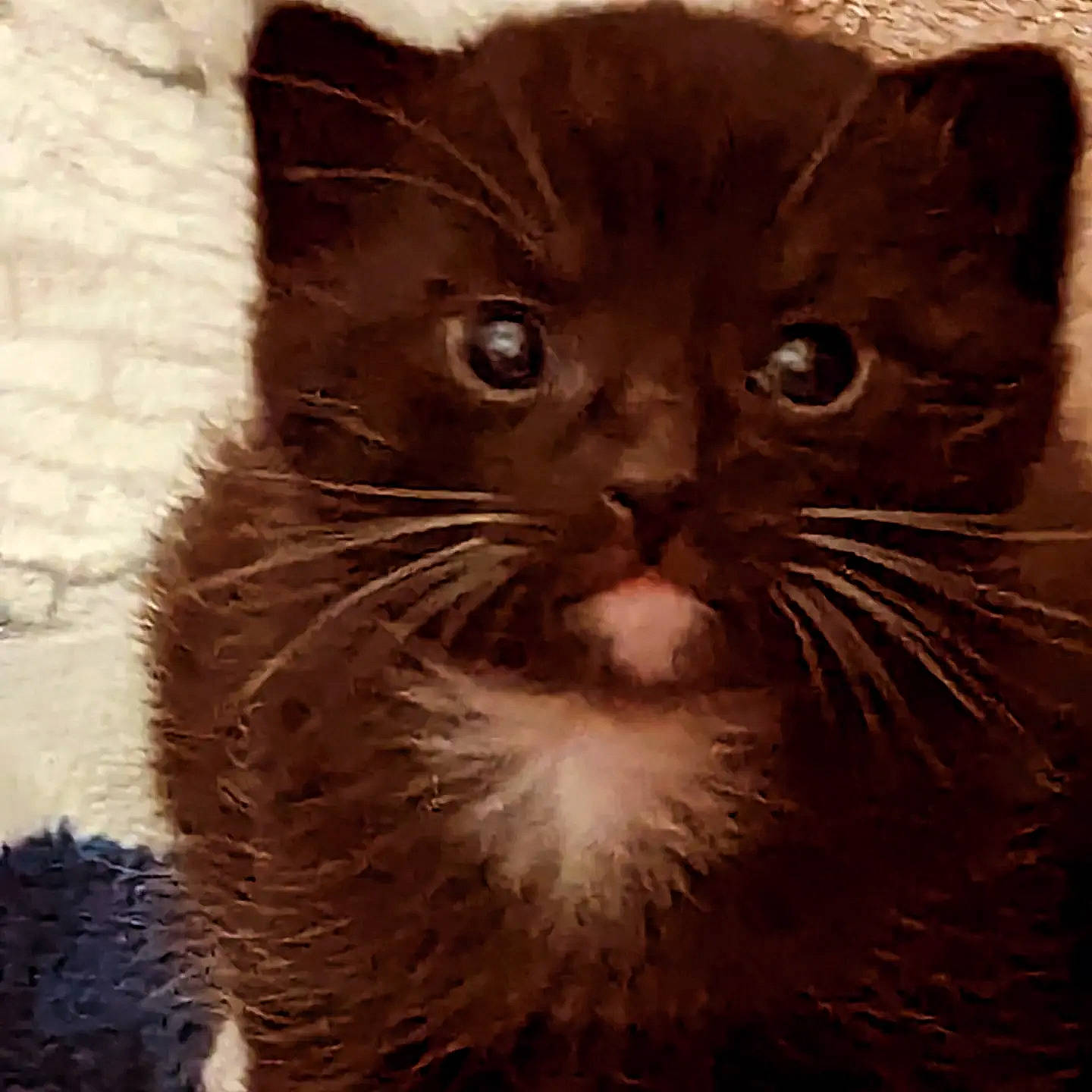 Oreo is registered to the contest to win money with this photo: black_cat, carnivore, cat, claw, domestic_short_haired_cat, fawn, felidae, fur, paw, small_to_medium_sized_cats, snout, tail, terrestrial_animal, whiskers