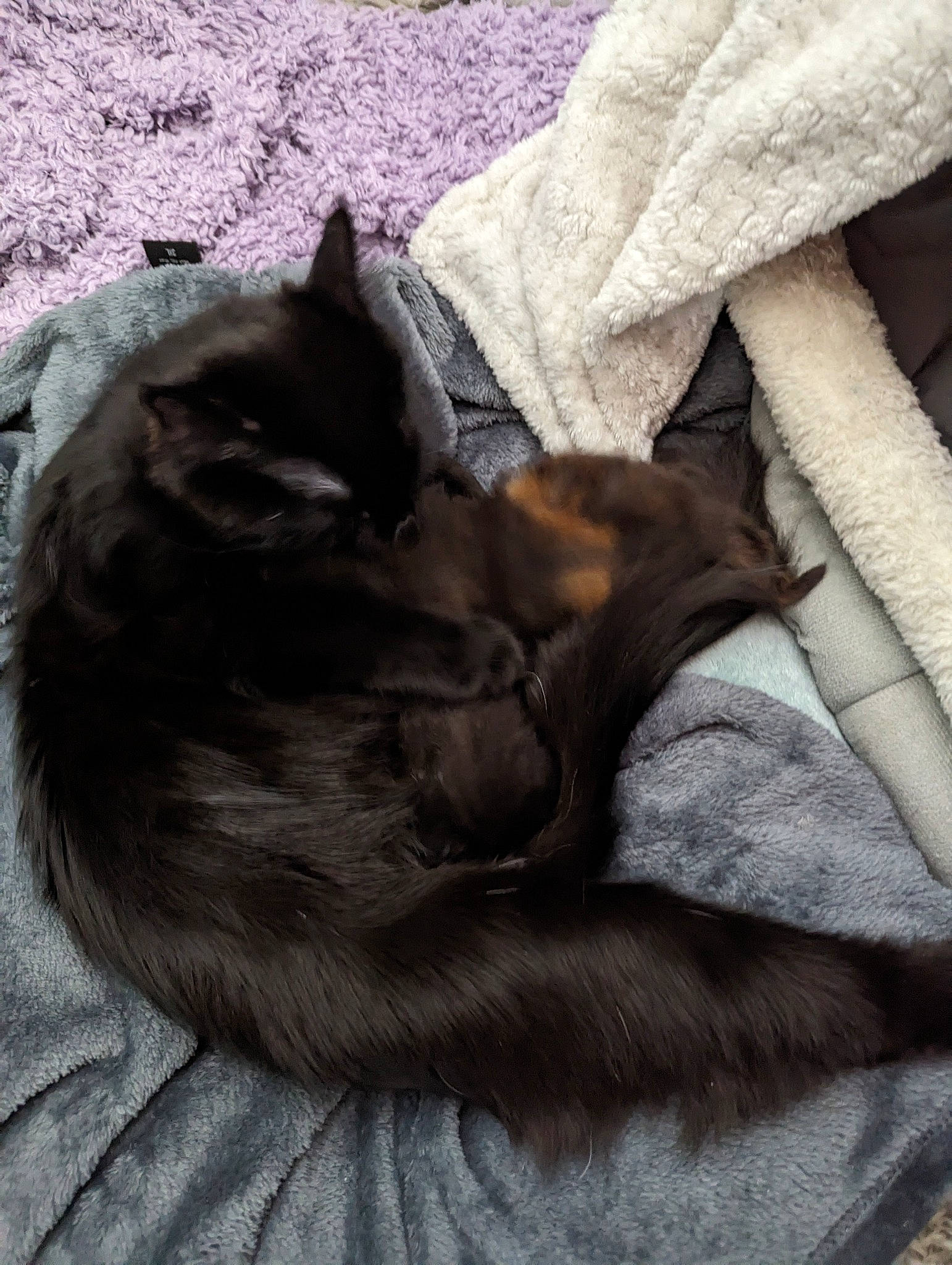 Bella is registered to the contest to win money with this photo: black_cat, brown, canidae, carnivore, cat, comfort, companion_dog, dog_breed, domestic_short_haired_cat, fawn, felidae, fur, grey, linens, liver, nap, small_to_medium_sized_cats, sporting_group, tail, whiskers