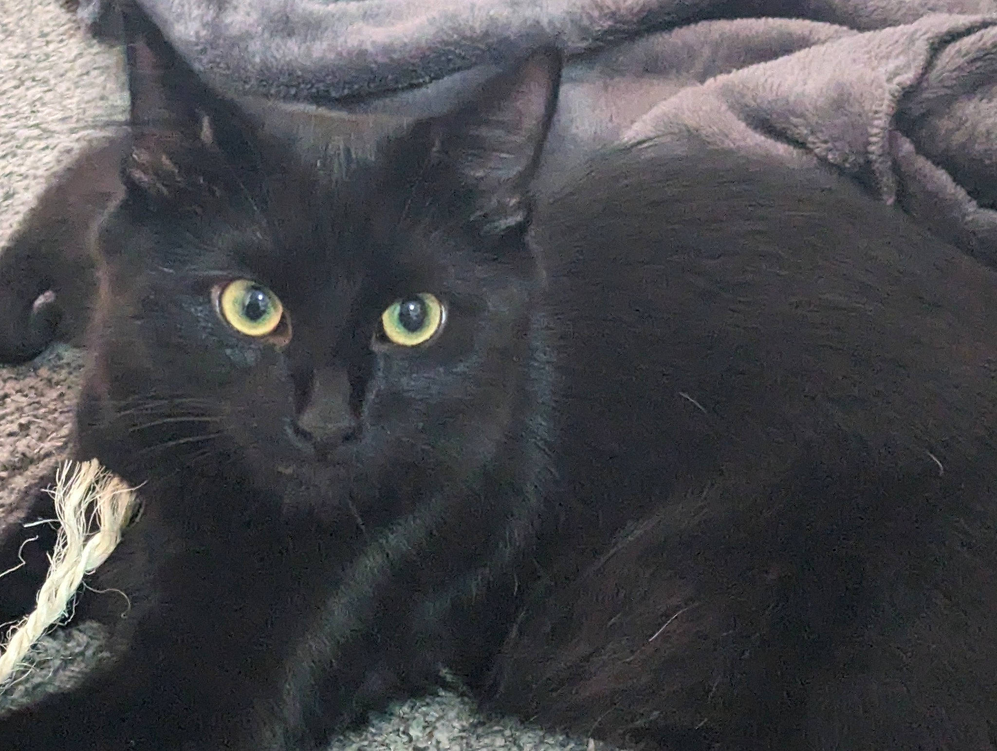 Bella is registered to the contest to win money with this photo: black_cat, carnivore, cat, domestic_short_haired_cat, felidae, fur, grey, small_to_medium_sized_cats, snout, terrestrial_animal, whiskers